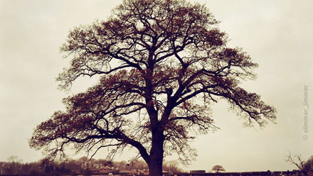 An Oak tree