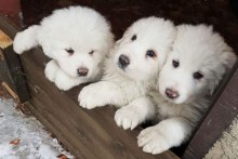 Three puppies found alive in Italy avalanche rubble (ABC News)