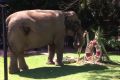 Tricia the Asian elephant enjoys a special cake on her 60th birthday.