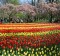 A spring display of tulips at Keukenhof in the Netherlands.