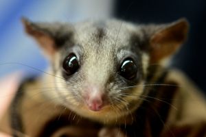 The plight of the Leadbeater's possum has been a political issue in Victoria.