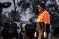 Rod Newton checking the cows that are due to calve soon, on his Whorouly dairy farm in the Ovens Valley.  