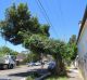 Trees along Renwick Street in Marrickville pruned by Ausgrid last week.