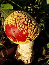 Amanita muscaria formosa.jpg