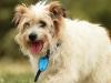 Charming Scruffy needs a home