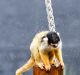 Squirrel monkey Ayaka shakes off the rain.