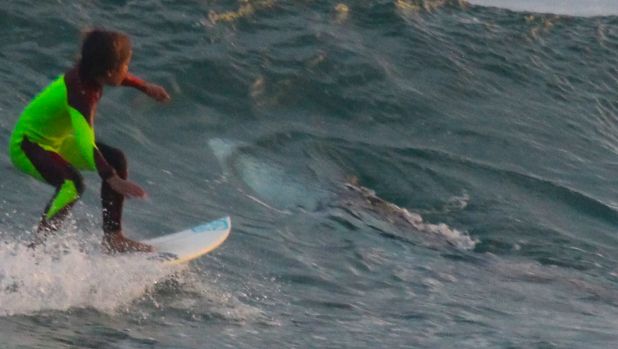 Eden Hasson surfs at Samurai Beach in Port Stephens on January 24, as a shark rolls in the wave behind him.