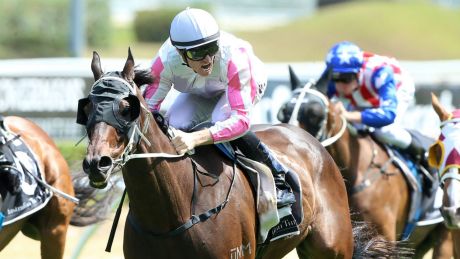 Unlikely millionaire: Christmas Cup winner Destiny's Kiss has his sights on the Australia Day Cup.