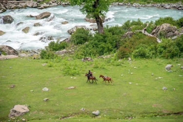 A local Nomad with his ponys running to water in Lidder valley, Kashmir.