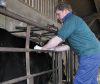 The BCVA has asked members to reduce the amount of antibiotics they give to cattle