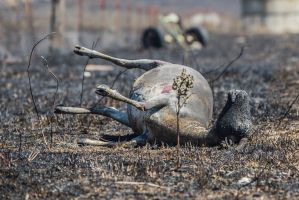 Livestock lost in the Tarago fires on a farm Heazeldell Road Mount Ferry. Photo by Karleen Minney.