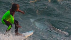 Eden Hasson surfs at Samurai Beach in Port Stephens on January 24, as a shark rolls in the wave behind him.