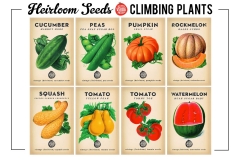 Climbing Seed Bundle