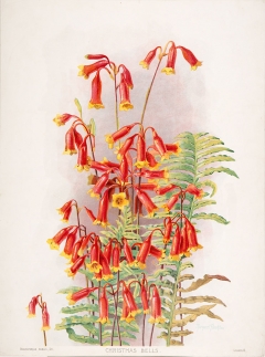 Blandfordia nobilis (Christmas Bells), 1901-1904