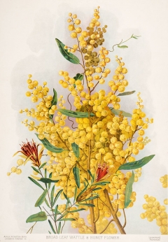 Acacia pycnantha, Lambertia formosa (Broad Leaf Wattle & Honey Flower), 1901-1904