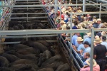 Wodonga weaners top at $1330