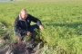 Chickpea prices have jumped $30 to $50 a tonne above global market values as farmers caught with soggy crops look for alternative grain supplies to fulfill their forward contract commitments.