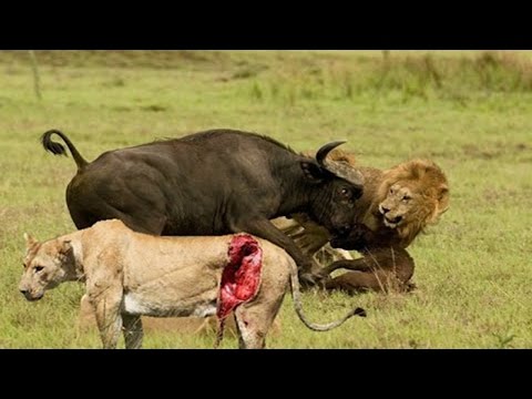 Animal World - Terror attack Lion Forest Buffalo