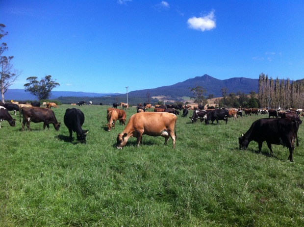 Sustainable Agriculture Fund's dairy operation at its Cradle Coast Aggregation, Tasmania.