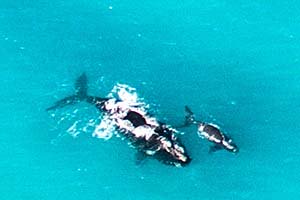 Victory for the Whales in the Bight