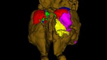 Images showing reconstructed cortical maps of the preserved brains of Tasmanian tigers (top) and Tasmanian devils.