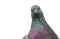 Pigeons most likely bob their heads to help stabilise their vision for a moment while their body moves.