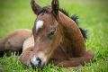 The man allegedly drowned a thoroughbred foal.
