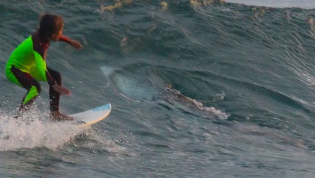 Eden Hasson surfs at Samurai Beach in Port Stephens on January 24, as a shark rolls in the wave behind him.