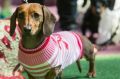 Princess Frankie Chanel, front, will be in the NGV's Australia Day Dachshund parade.