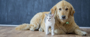 CAT AND DOG