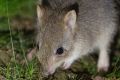 An eastern bettong at Mulligans Flat.