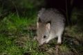 An eastern bettong at Mulligans Flat.