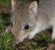 An eastern bettong at Mulligans Flat.