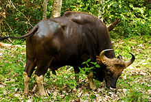 Indian Bison (Gaur) 1 by N. A. Naseer.jpg