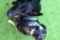 Two abandoned dogs that were rescued by tennis fans and named Rafa (left) and Roger.