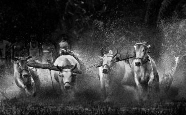 Final lap-A traditional Bull race in Rural Bengal.