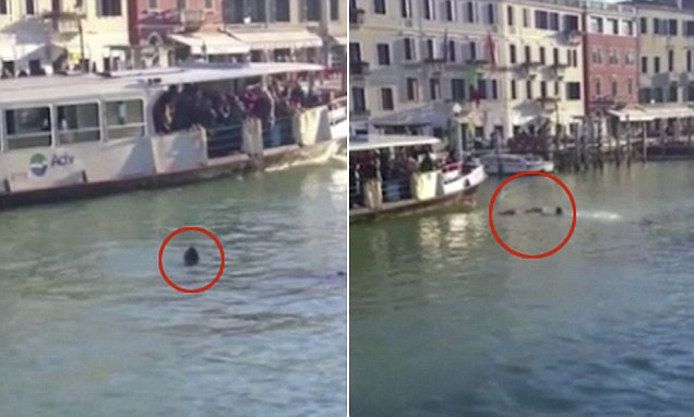 African migrant DROWNS in Venice's Grand Canal