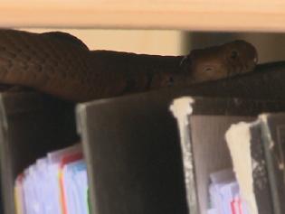 Spitting cobra found on set of I'm A Celebrity