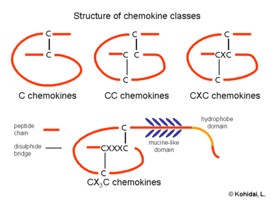 Structure of chemokine classes