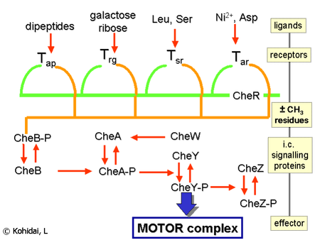 Signalling pathways of E.coli