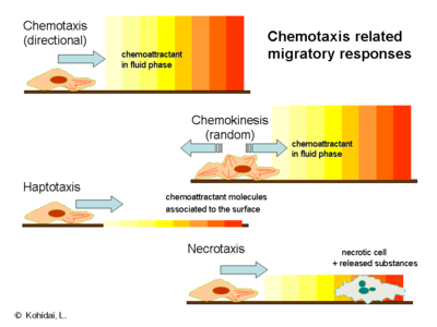 Chemotaxis related migratory responses