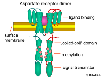 Domain structure of chemotaxis receptor for Asp