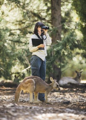 Senior government ecologist Claire Wimpenny in Weston Park, where the government has been conducting a kangaroo ...