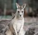More than 1600 kangaroos will be shot as part of the cull.