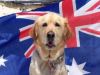 Kim Athanassiou’s dog Georgie enjoying Mosman dog beach on Australia Day. Picture: Kim Athanassiou