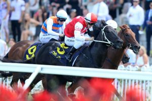 Rock hard fit: Kuro takes the fitness from a summer preparation into the Expressway Stakes at Rosehill on Saturday.