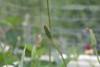 A close up photograph of a murnong plant, or yam daisy, which was a traditional food source for Aboriginal Australians.