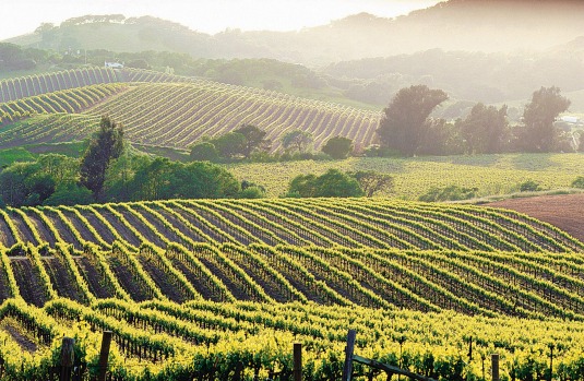 Mendocino & Sonoma: The Wine Road. Encompassing Dry Creek Valley, Russian River Valley and Alexander Valley, "The Wine ...