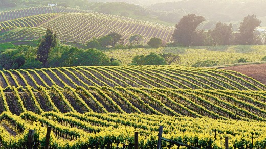 Anderson Valley, California has some big-name wineries, but its real stars are the smaller vineyards such as Handley ...