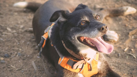 photo of a Kuna the sniffer dog.